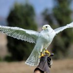 Falcon Sang Burung Tercepat di Dunia
