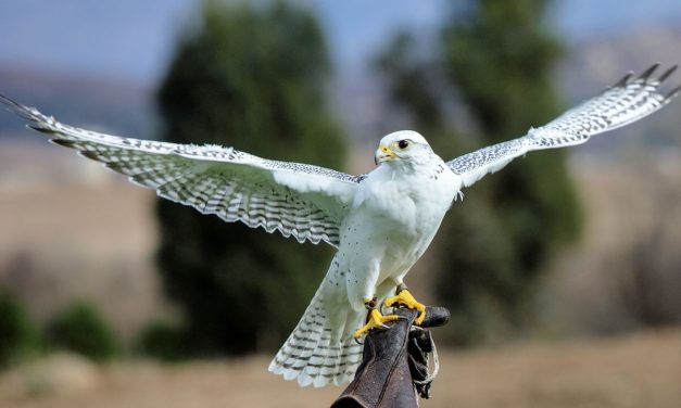 Falcon Sang Burung Tercepat di Dunia