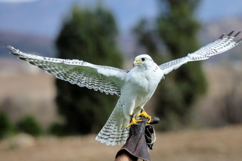 Falcon Sang Burung