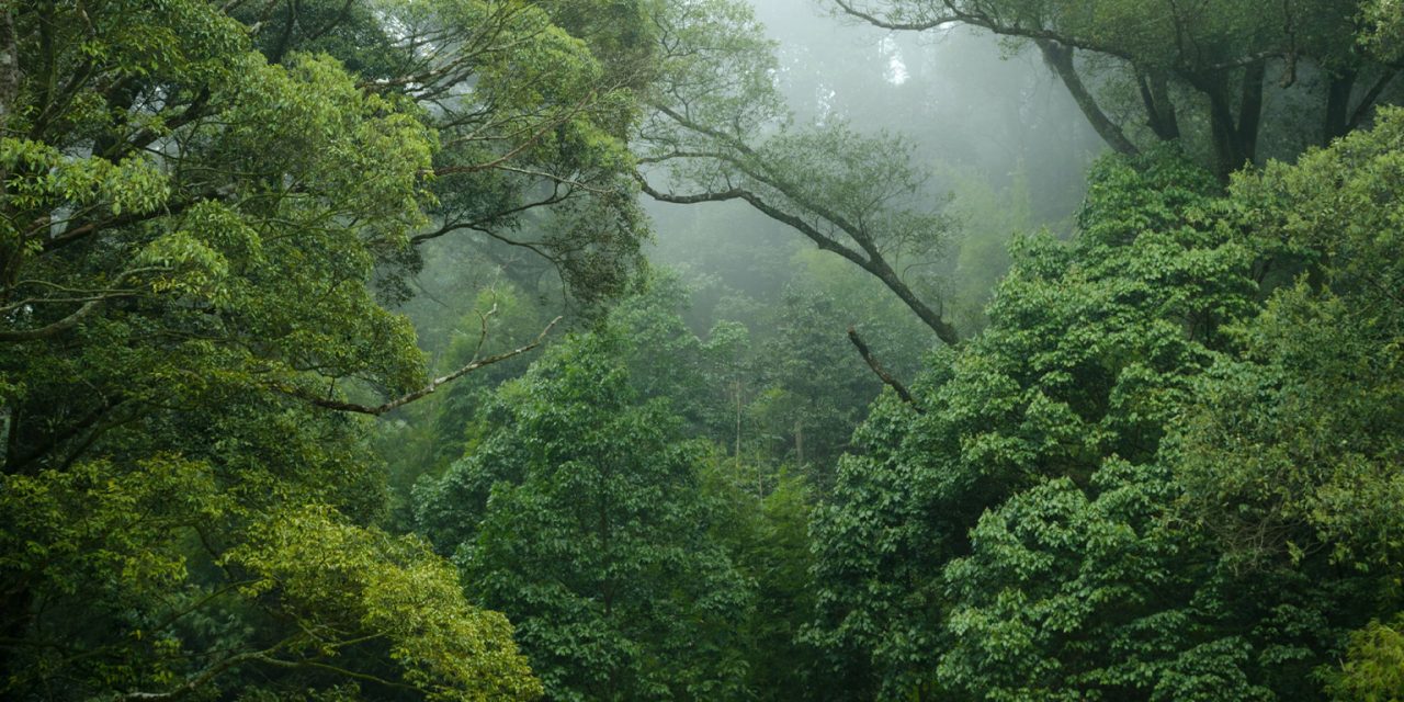 Peran Penting Hutan Tropis Mengatasi Krisis Iklim Dunia