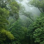 Peran Penting Hutan Tropis Mengatasi Krisis Iklim Dunia