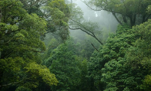 Peran Penting Hutan Tropis Mengatasi Krisis Iklim Dunia