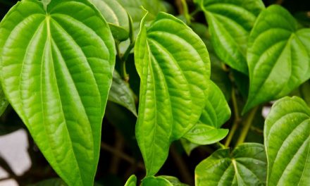 Kegunaan Daun Sirih Juga Berperan Dalam Kekuatan Magis