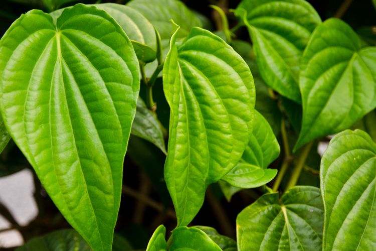 Kegunaan Daun Sirih Juga Berperan Dalam Kekuatan Magis