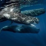 Sperm Whale, Hewan Dengan Memiliki Otak Terbesar