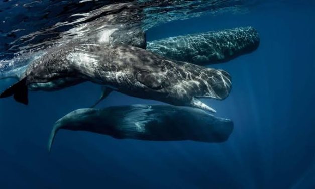 Sperm Whale, Hewan Dengan Memiliki Otak Terbesar