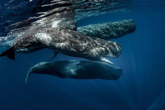Sperm Whale