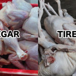 Waspada Saat Membeli Ayam Untuk Di Konsumsi Setiap Hari